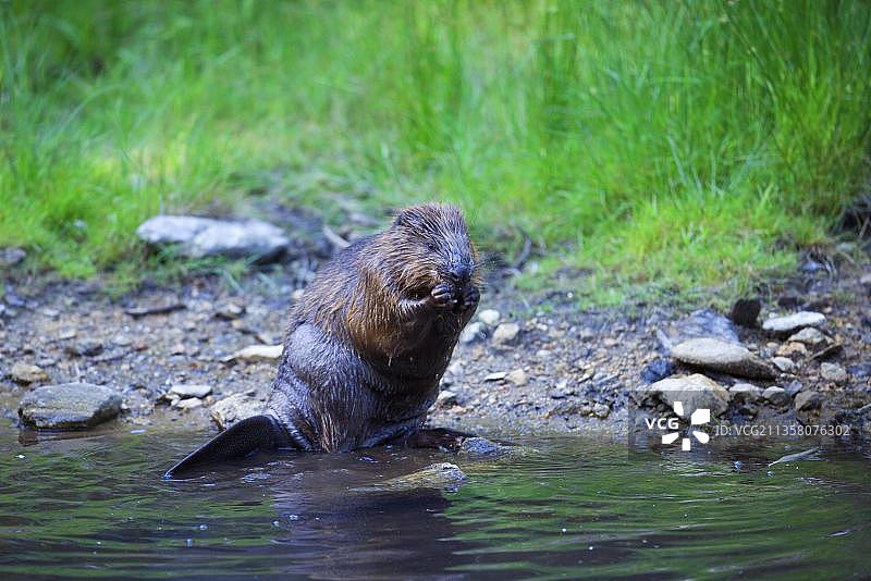 欧洲河狸图片素材
