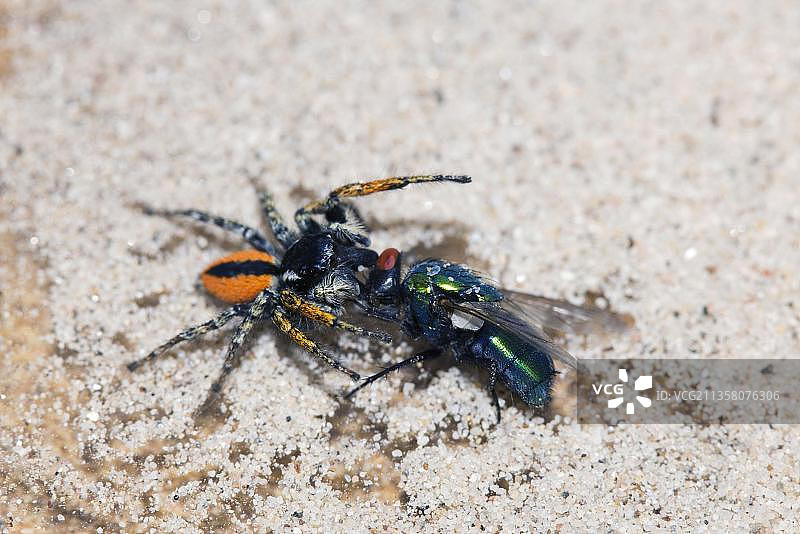 金眼跳蛛：雄性捕食金眼跳蛛，保加利亚，欧洲图片素材