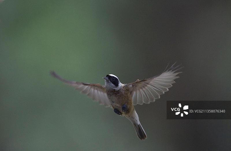 欧洲保加利亚的攀雀图片素材