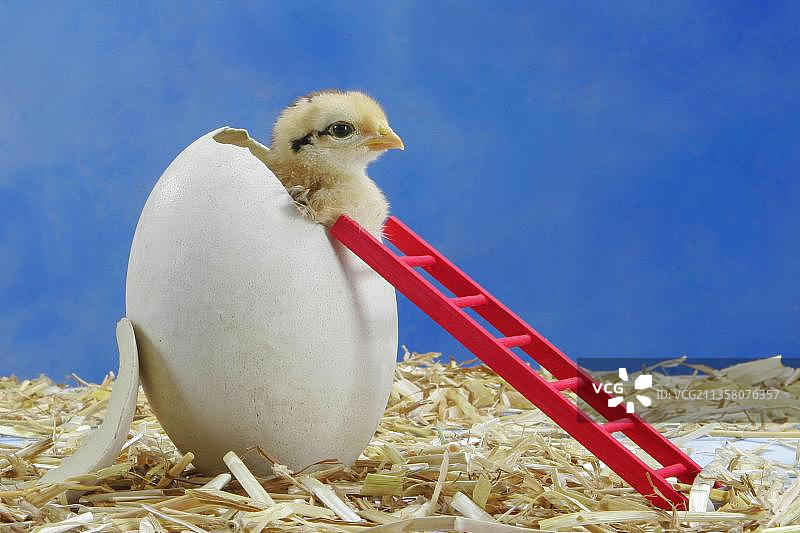 家养鸡，梯子上的鸡蛋里的小鸡图片素材