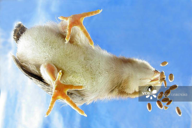 家禽，小鸡图片素材