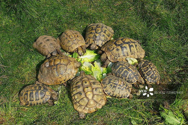 赫尔曼陆龟（Testudo hermanni）食用莴苣，希腊陆龟图片素材
