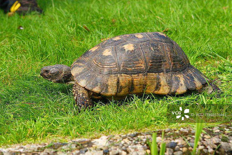 缘纹陆龟（Testudo marginata），侧面图片素材
