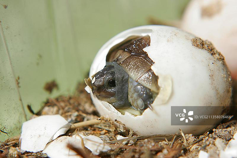 缘纹陆龟的幼龟图片素材