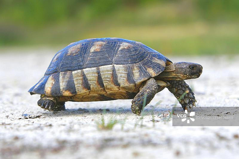 缘纹陆龟（Testudo marginata），侧面图片素材