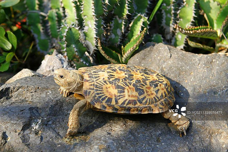 非洲薄饼陆龟图片素材