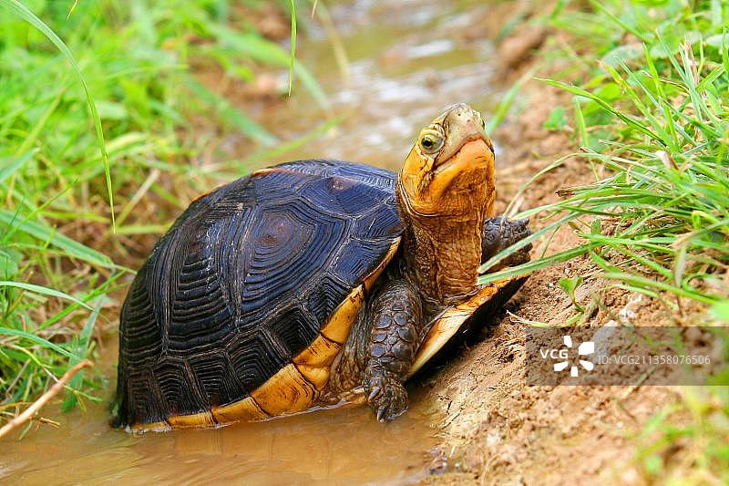 黄缘盒龟图片素材