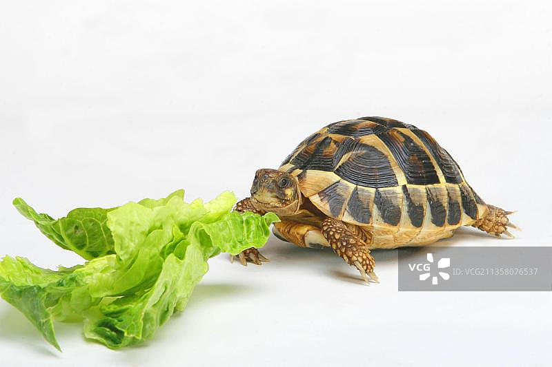 赫尔曼陆龟与生菜图片素材