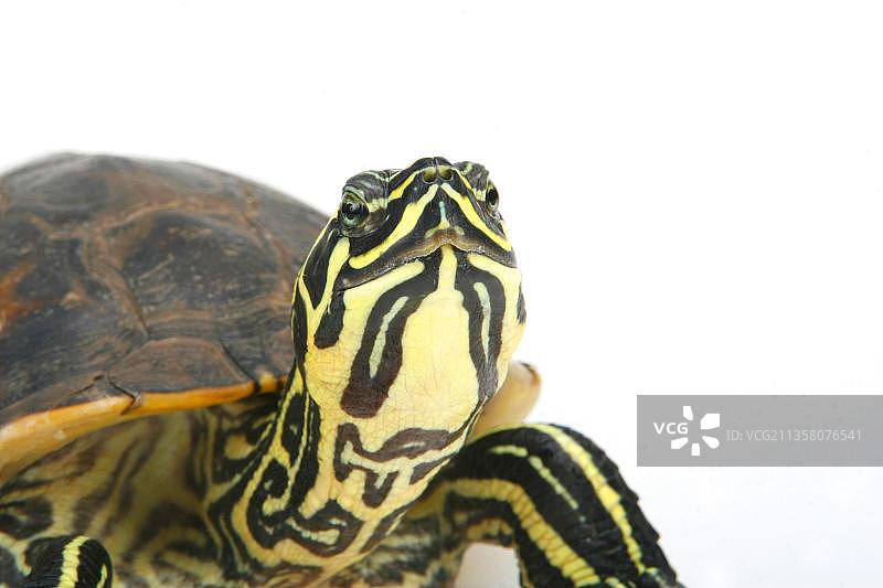 佛罗里达红腹龟图片素材