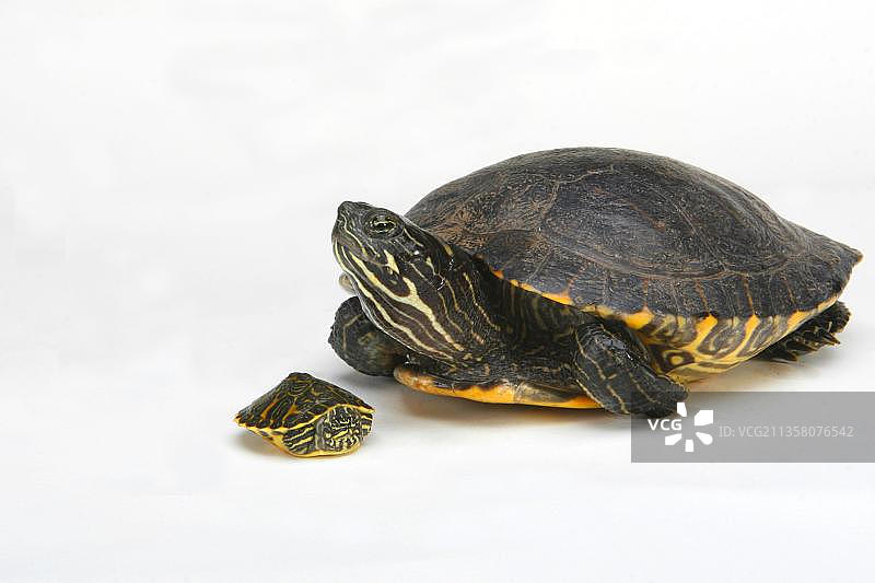 幼年黄腹彩龟图片素材