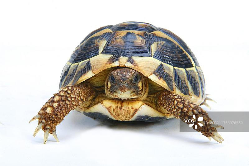 希腊陆龟图片素材