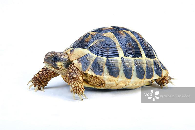 希腊陆龟图片素材