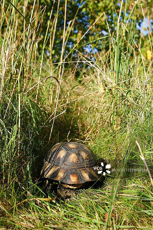 缘纹陆龟图片素材