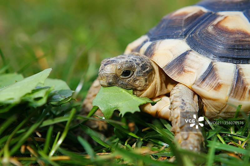 缘纹陆龟图片素材