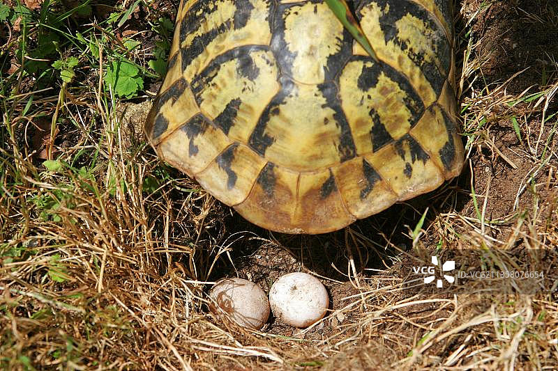 缘纹陆龟的产卵图片素材