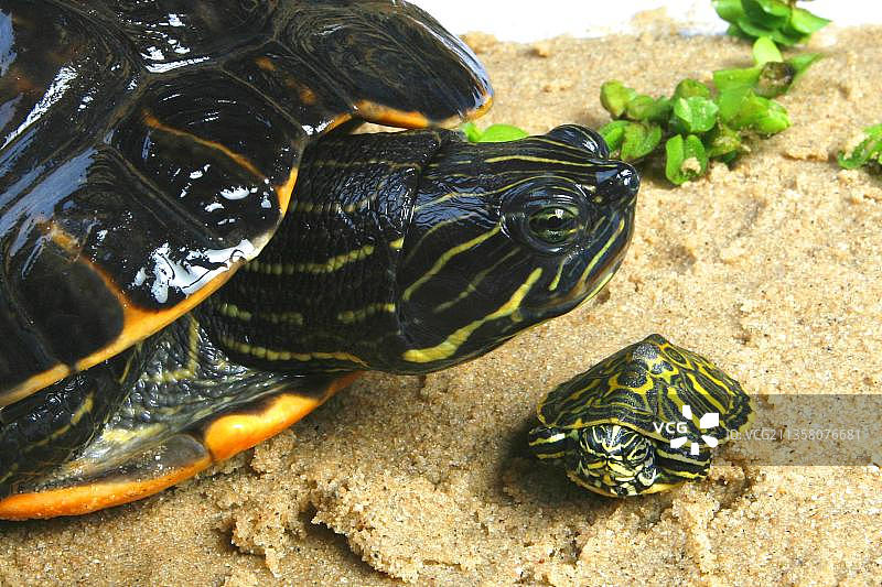 黄腹彩龟（纹彩龟）与幼龟，黄颊彩龟图片素材