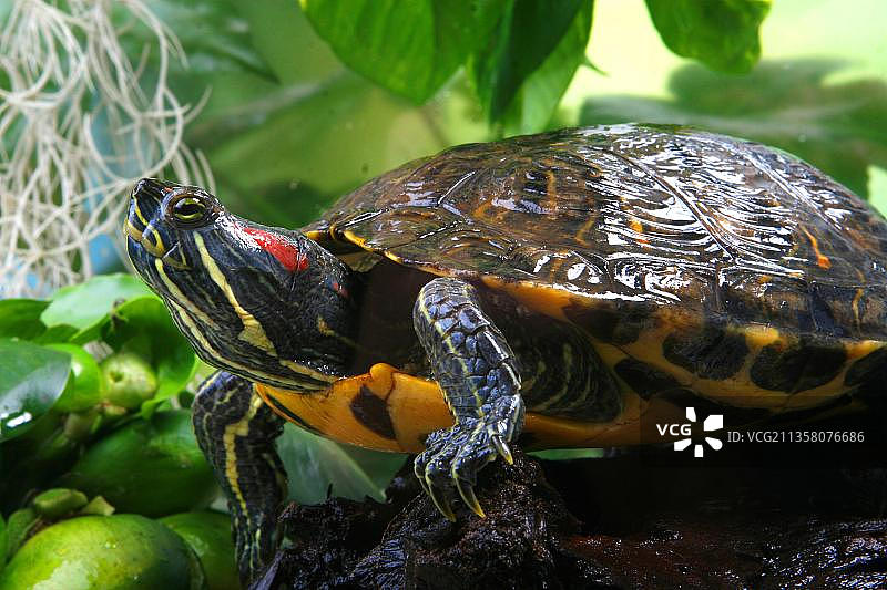 巴西龟图片素材