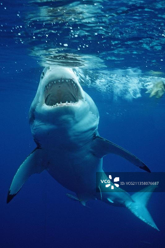 大白鲨，瓜达卢佩，墨西哥，中美洲图片素材