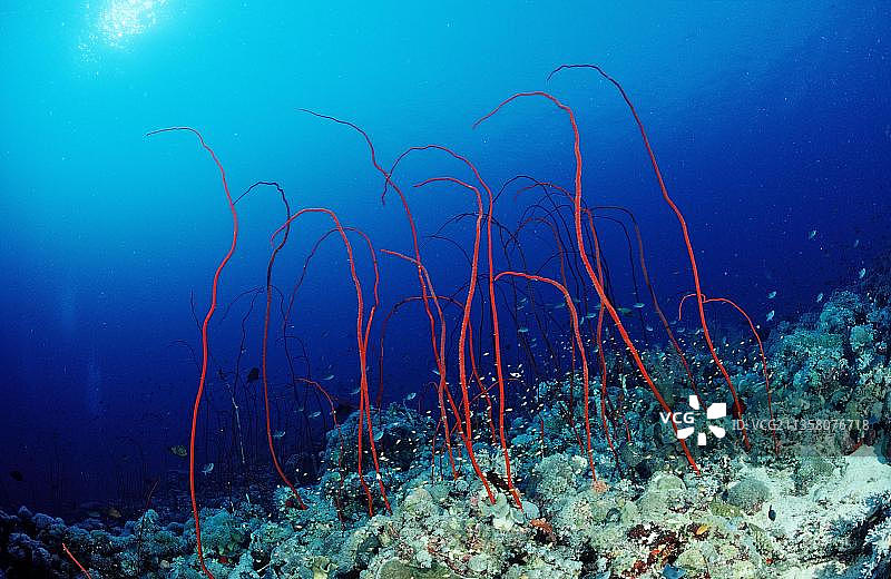 红海鞭珊瑚，苏丹图片素材