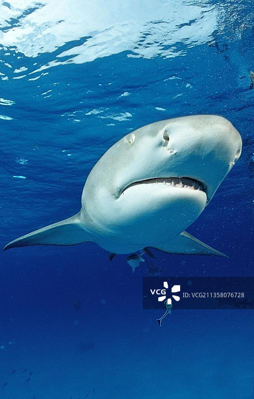 镰鳍柠檬鲨，巴哈马，中美洲图片素材