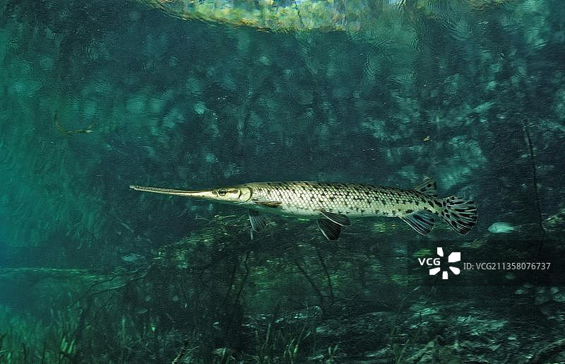 长鼻鲱鲤，长鼻雀鳝，细长鲱鲤，美国，北美图片素材