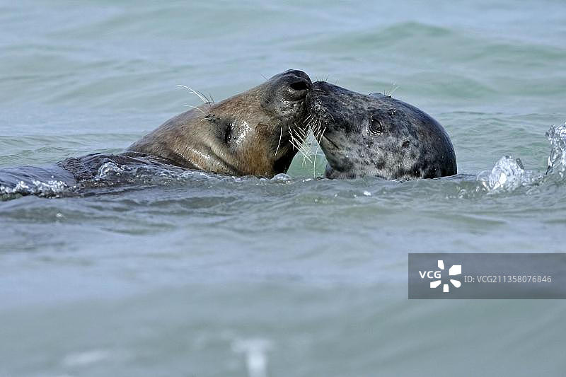 灰色海豹，德国黑尔戈兰岛图片素材