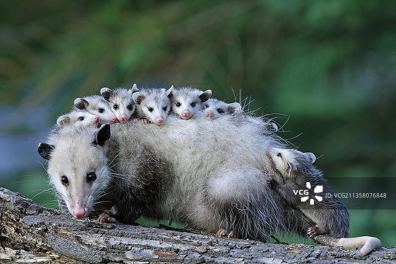 美国明尼苏达州的北美负鼠（小负鼠）图片素材