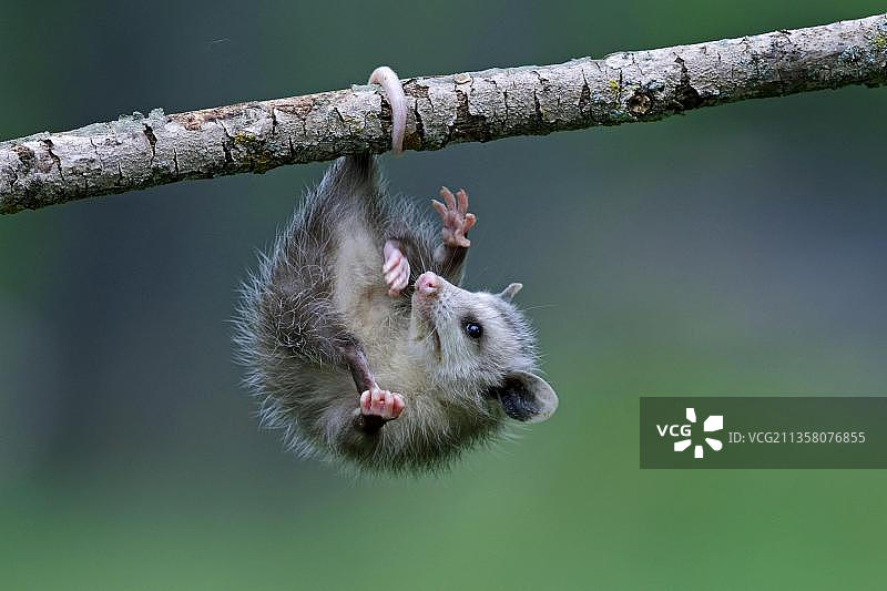 北美负鼠幼崽，美国明尼苏达州图片素材
