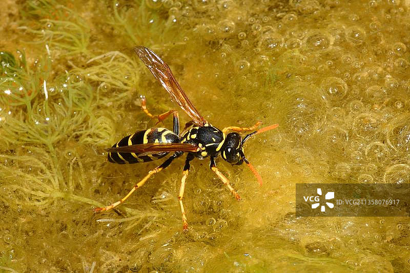 德国黄蜂，德国，欧洲图片素材