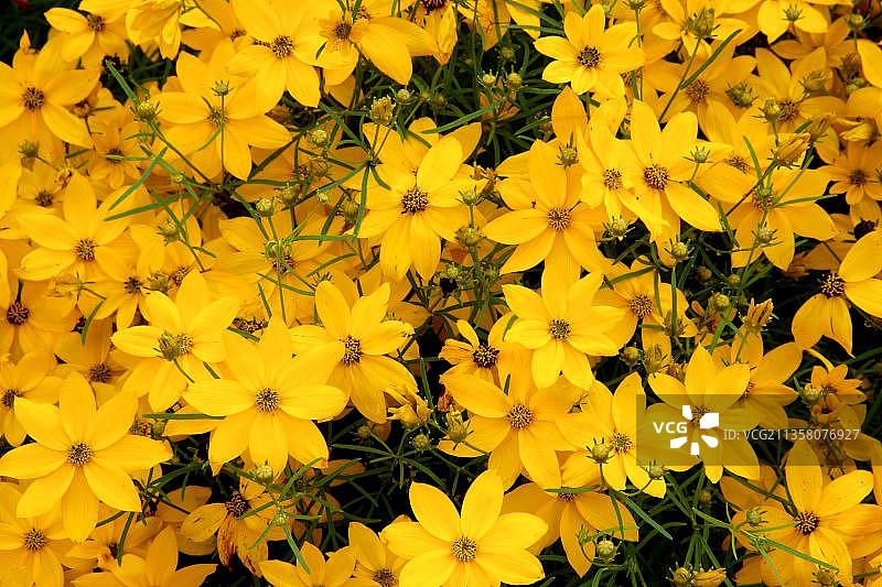 轮生叶金鸡菊图片素材