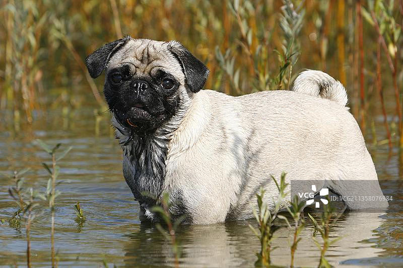 湿巴哥犬图片素材