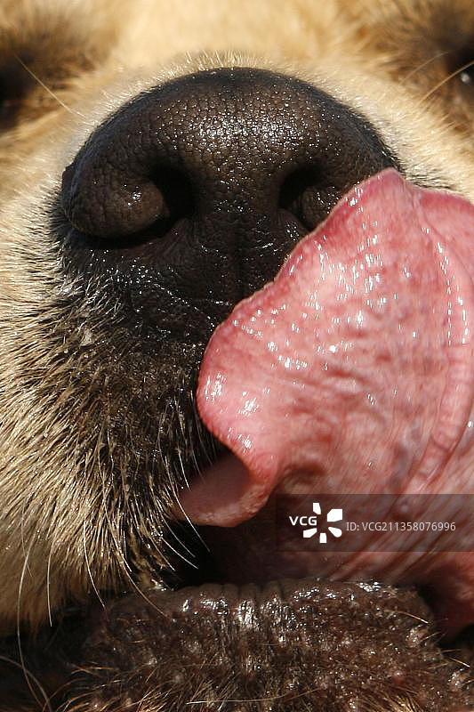 小狗舔鼻子和舌头图片素材