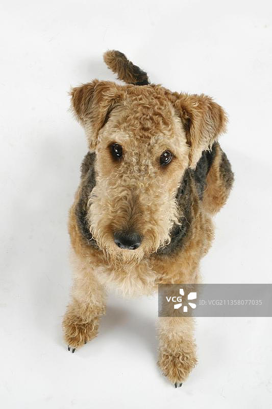 艾尔谷㹴犬图片素材