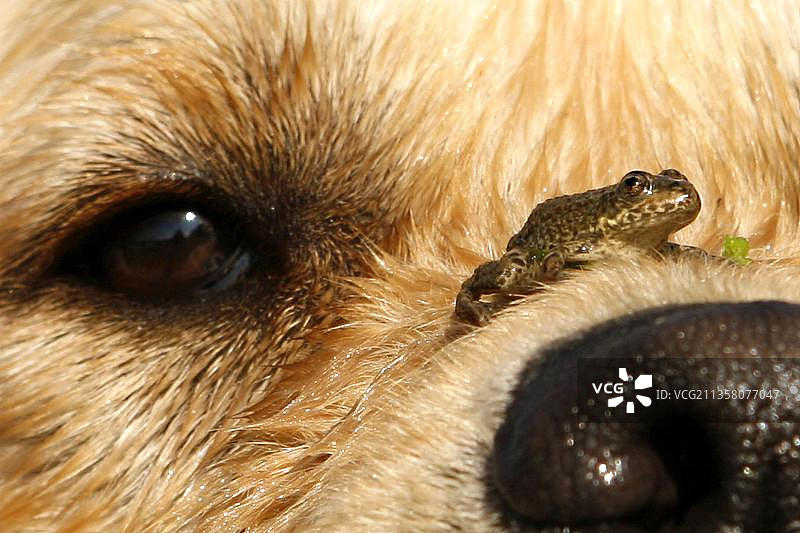 鼻子上有青蛙的金毛犬图片素材
