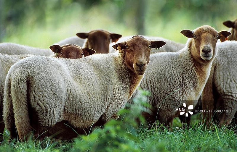 绵羊图片素材