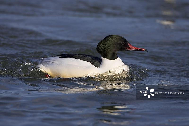 普通秋沙鸭（雄性），日本北海道图片素材