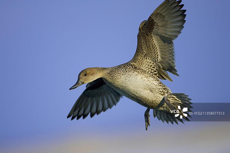日本北海道涛沸湖的针尾鸭（雌性）图片素材