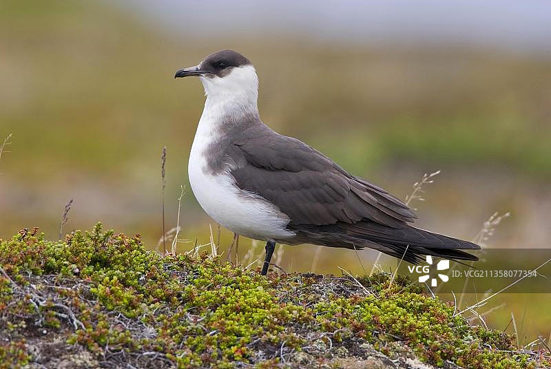 贼鸥，挪威瓦朗厄尔半岛图片素材