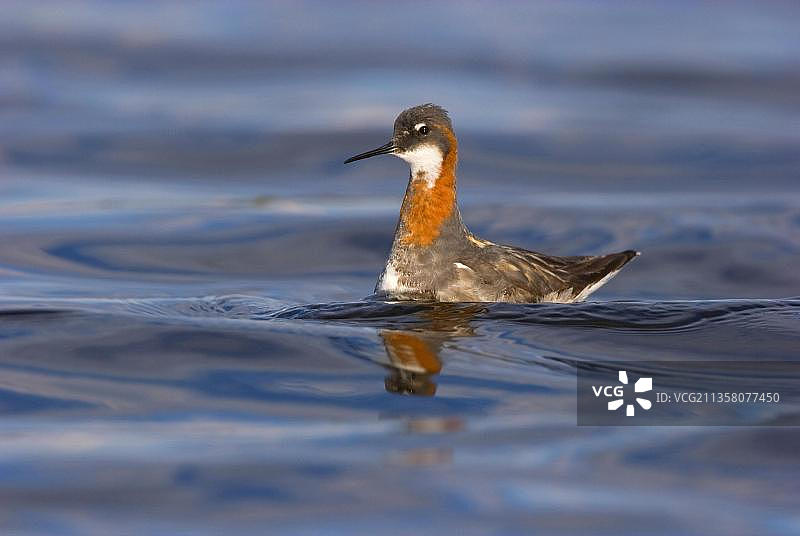 欧洲挪威瓦朗厄尔半岛红颈瓣足鹬图片素材