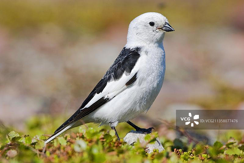瓦伦格峡湾的雪鹀图片素材
