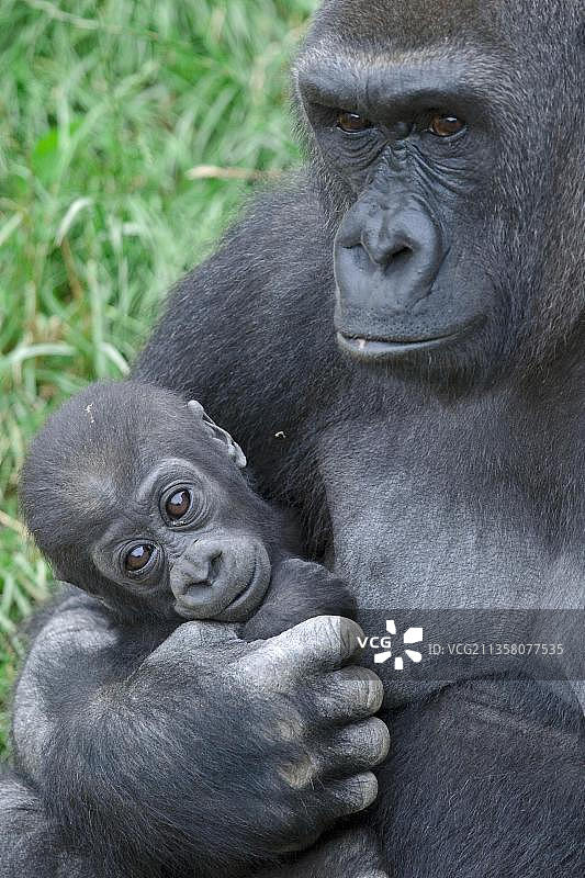 西部低地大猩猩 (Gorilla gorilla gorilla)，带着幼崽的雌性图片素材