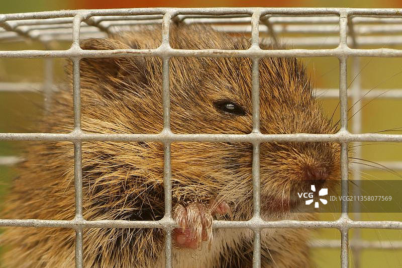 普通田鼠在捕鼠器中图片素材