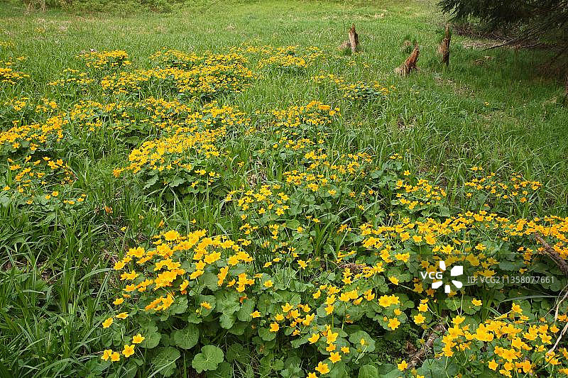 德国巴伐利亚森林国家公园的Marsh Marigold图片素材