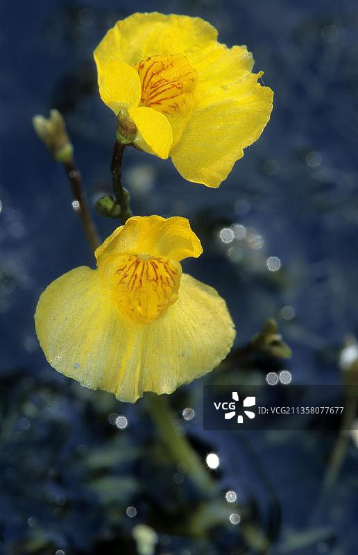 大狸藻，比利时图片素材