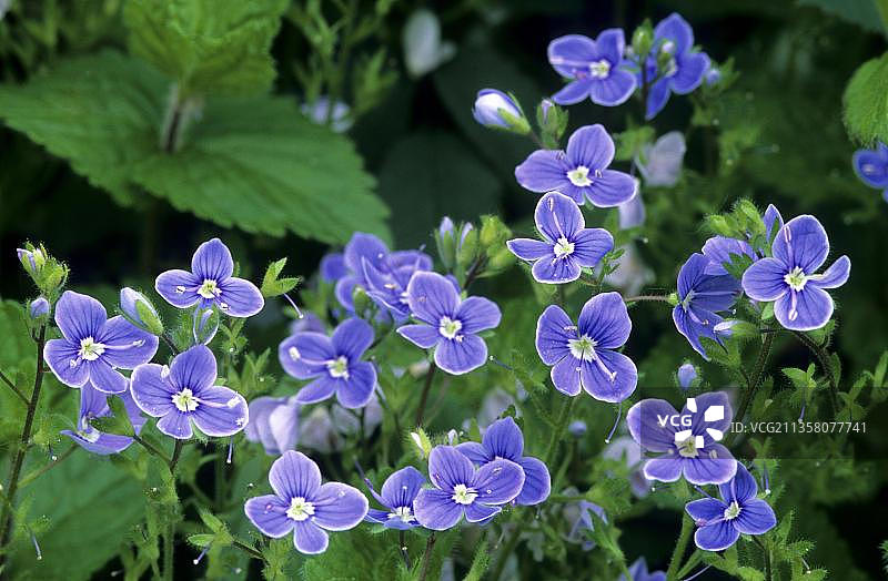 欧洲比利时的波斯婆婆纳图片素材