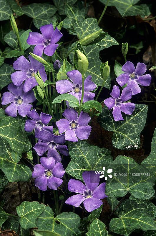 长春花和常春藤图片素材