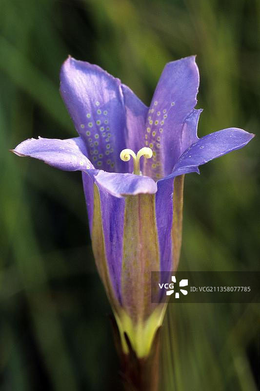 欧洲比利时沼泽龙胆图片素材