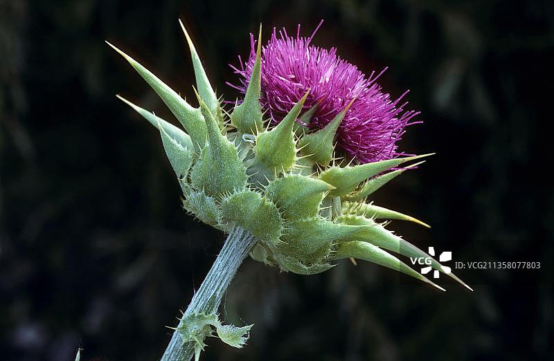 水飞蓟图片素材
