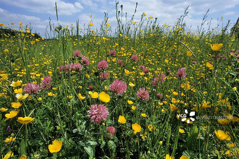红车轴草和高大的毛茛，比利时，欧洲图片素材