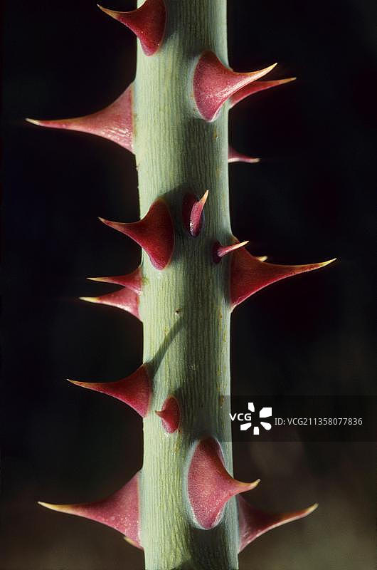 带刺的玫瑰茎，玫瑰刺图片素材